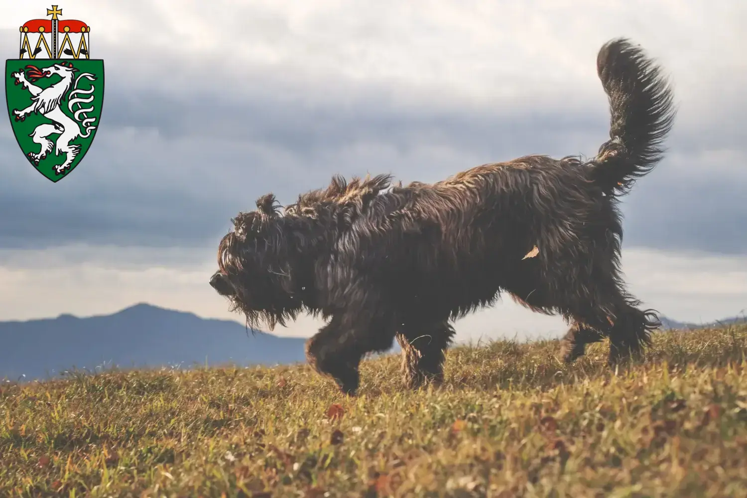 Bergamasker Shepherd Dog Puppies and Breeder Styria Here you can find Bergamasco Shepherd Dog breeders in Styria.