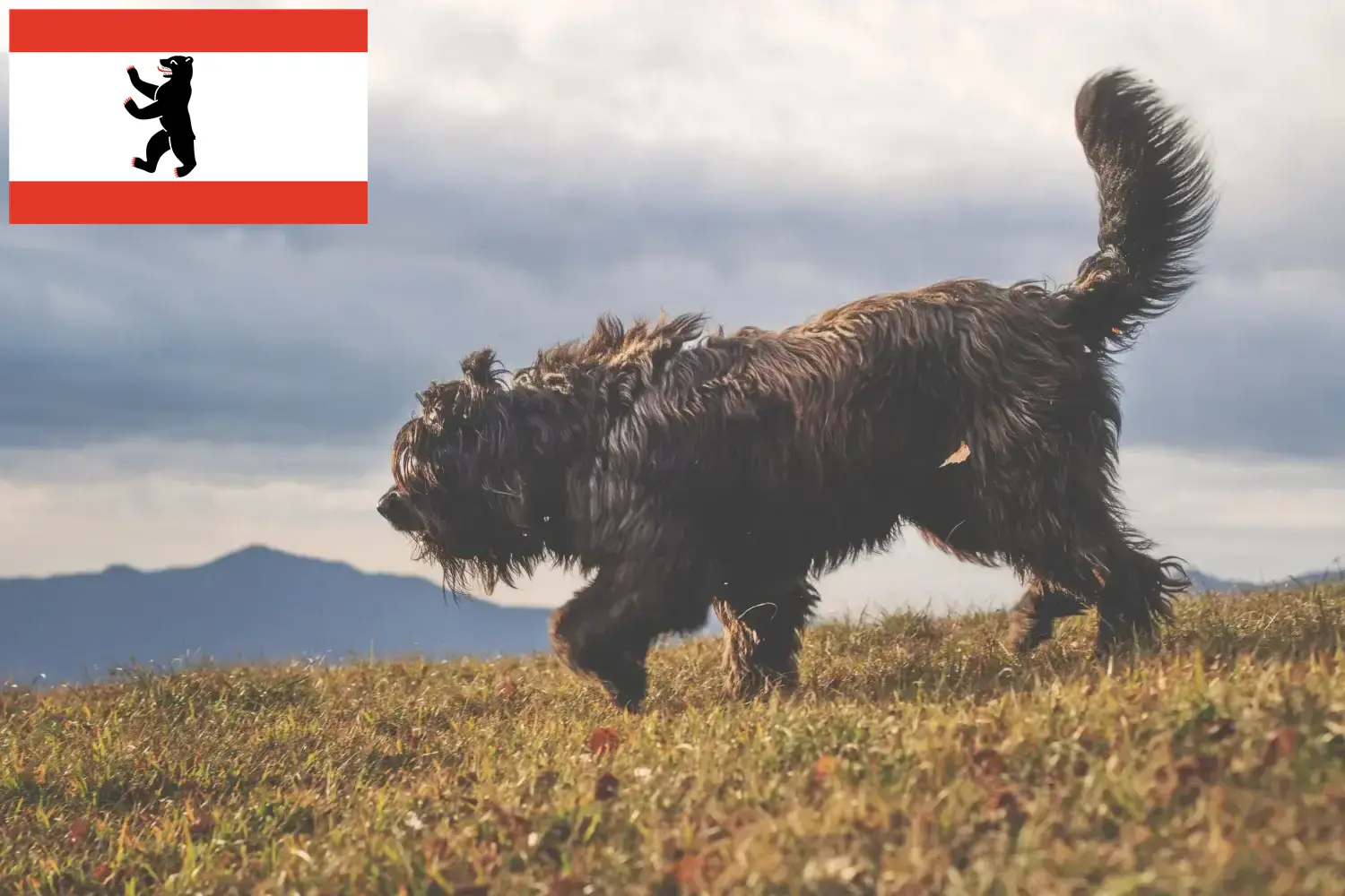 Bergamasker Shepherd Dog Puppies and Breeder Berlin Here you can find Bergamasker Shepherd Dog breeders in Berlin.