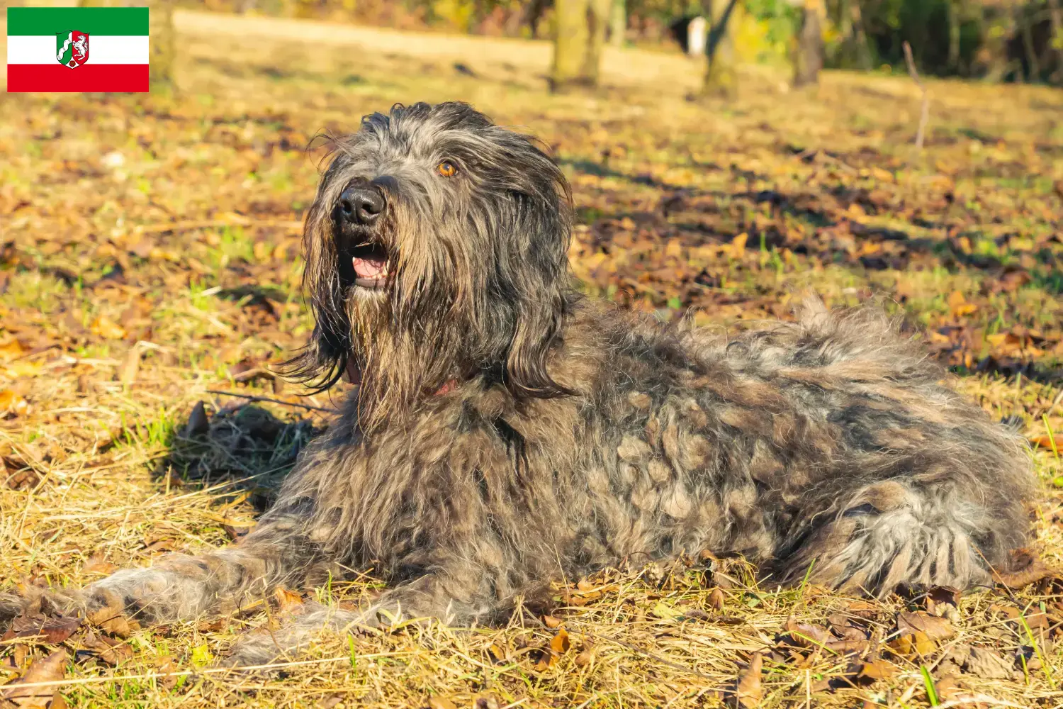 Bergamasker Shepherd Dog Puppies and Breeder North Rhine-Westphalia Here you can find Bergamasker Shepherd Dog breeders in North Rhine-Westphalia.