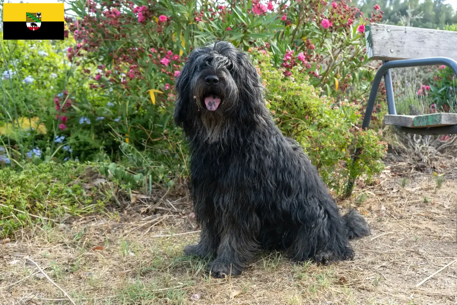 Bergamasker Shepherd Dog Puppies and Breeder Saxony-Anhalt Here you can find Bergamasker Shepherd Dog breeders in Saxony-Anhalt.