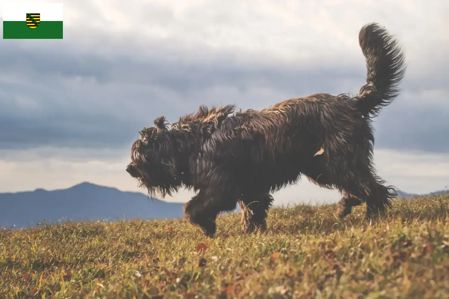 Bergamasker Shepherd Dog Puppies and Breeder Saxony Here you can find Bergamasco Shepherd Dog breeders in Saxony.