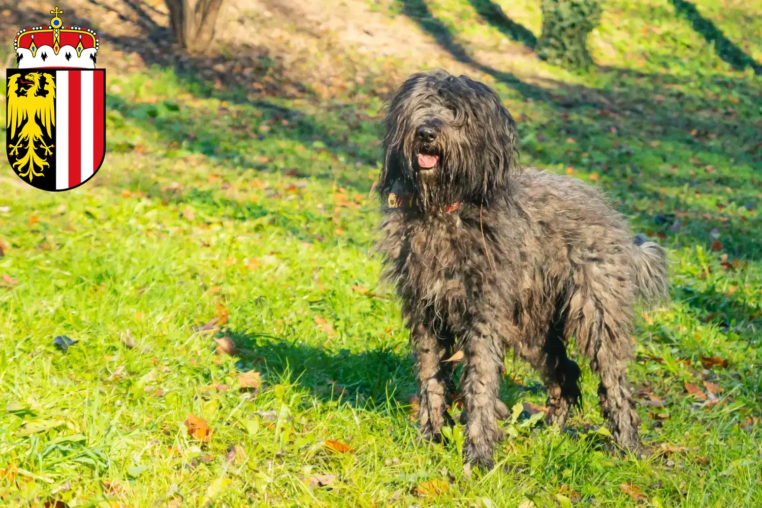 Bergamasker Shepherd Dog Puppies and Breeder Upper Austria Here you can find Bergamasco Shepherd Dog breeders in Upper Austria.