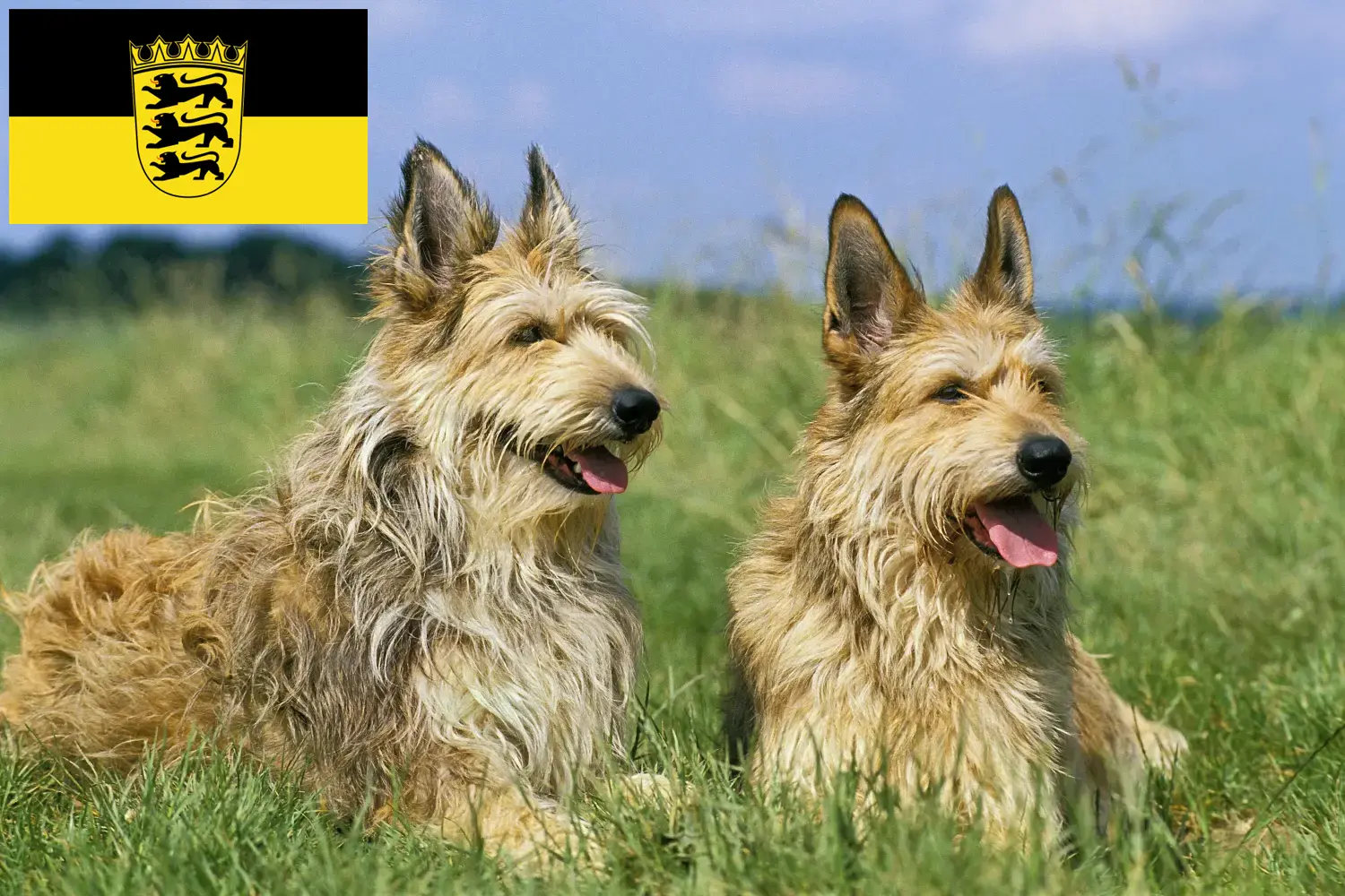 Berger de Picardie puppies and breeders Baden-Württemberg Here you can find Berger de Picardies breeders in Baden-Württemberg.