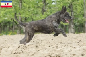 Read more about the article Berger de Picardie breeders and puppies in Mecklenburg-Vorpommern