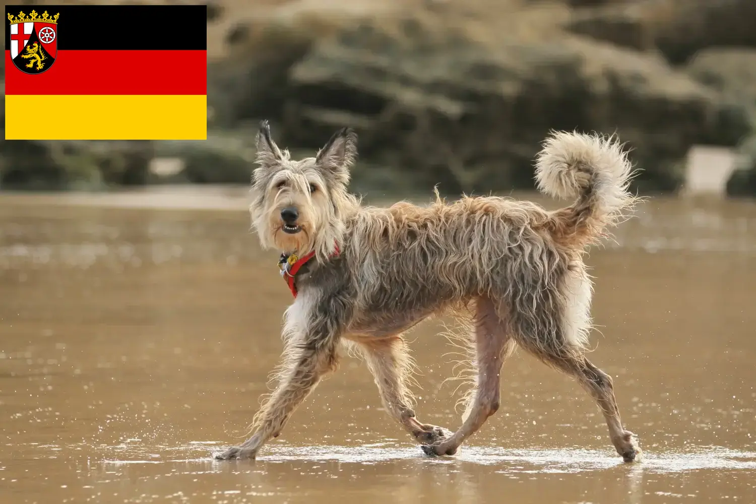 Berger de Picardie puppies and breeders Rhineland-Palatinate Here you can find Berger de Picardies breeders in Rhineland-Palatinate.