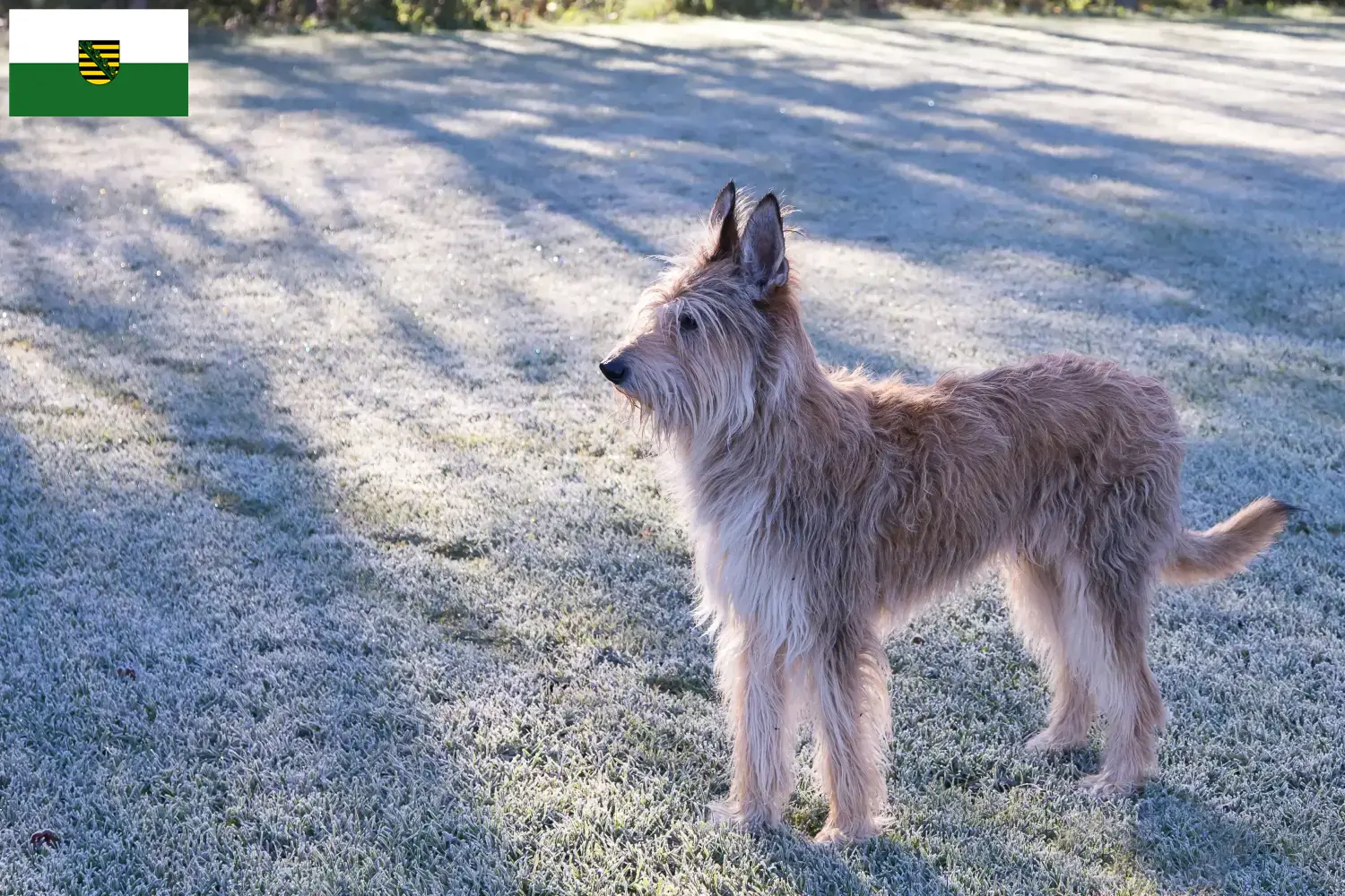 Berger de Picardie puppies and breeders Saxony Here you can find Berger de Picardies breeders in Saxony.