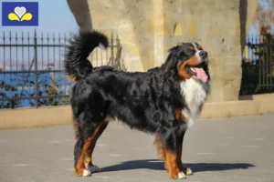 Read more about the article Bernese Mountain Dog breeders and puppies in the Brussels-Capital Region