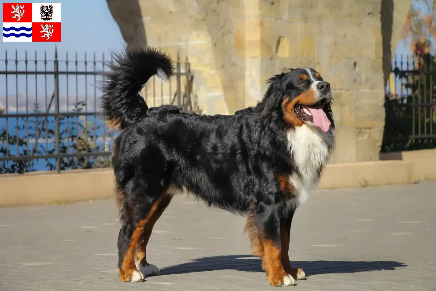 Read more about the article Bernese Mountain Dog breeder and puppies in Central Bohemia