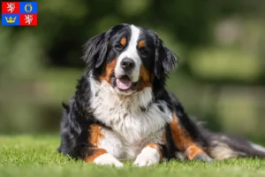 Read more about the article Bernese Mountain Dog breeder and puppies in Hradec Králové