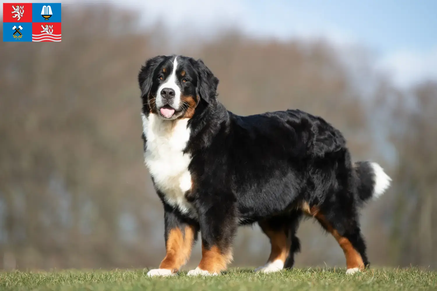 Bernese Mountain Dog puppies and breeders Karlsbad Here you can find Bernese Mountain Dog breeders in Karlsbad.