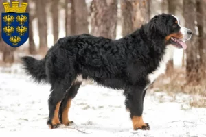Read more about the article Bernese Mountain Dog Breeder and Puppies in Lower Austria