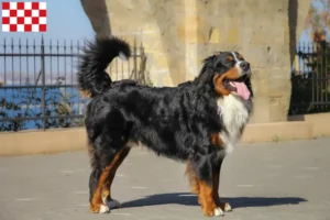 Read more about the article Bernese Mountain Dog breeders and puppies in North Brabant