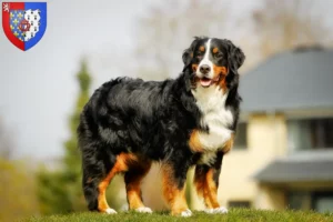 Read more about the article Bernese Mountain Dog breeders and puppies in Pays de la Loire