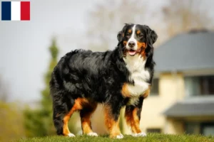 Read more about the article Bernese Mountain Dog breeders and puppies on Réunion