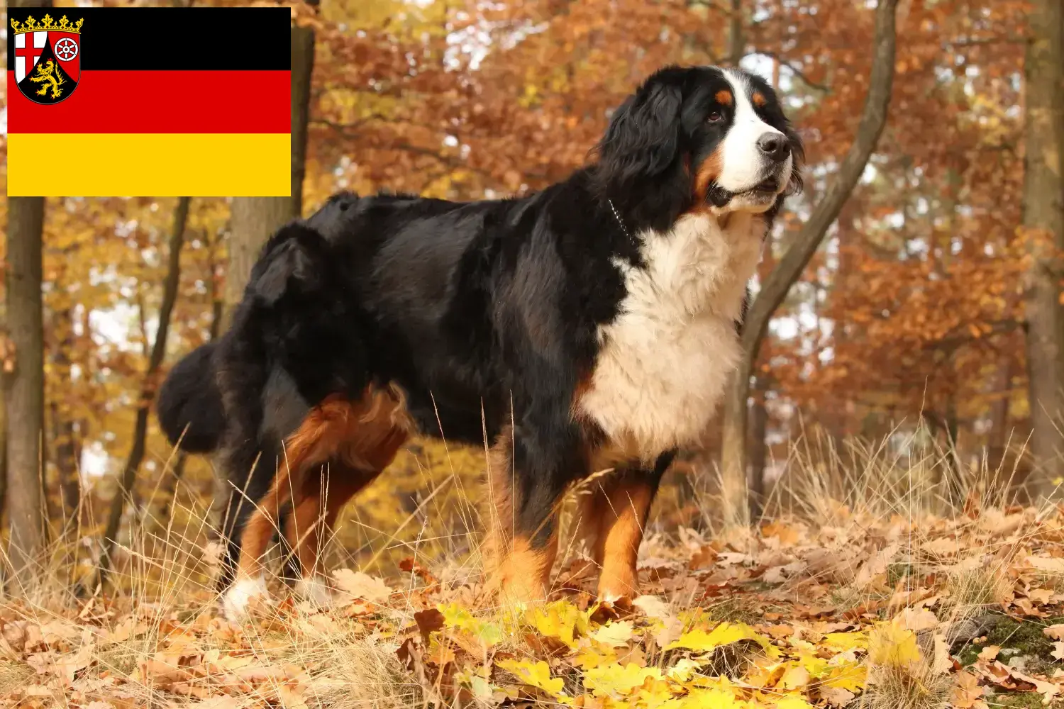 Bernese Mountain Dog puppies and breeders Rhineland-Palatinate Here you can find Bernese Mountain Dog breeders in Rhineland-Palatinate.