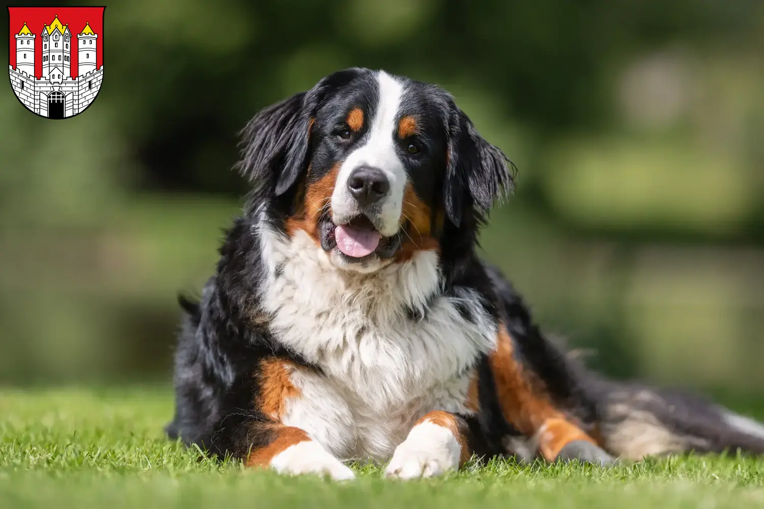 Bernese Mountain Dog puppies and breeders Salzburg Here you can find Bernese Mountain Dog breeders in Salzburg.
