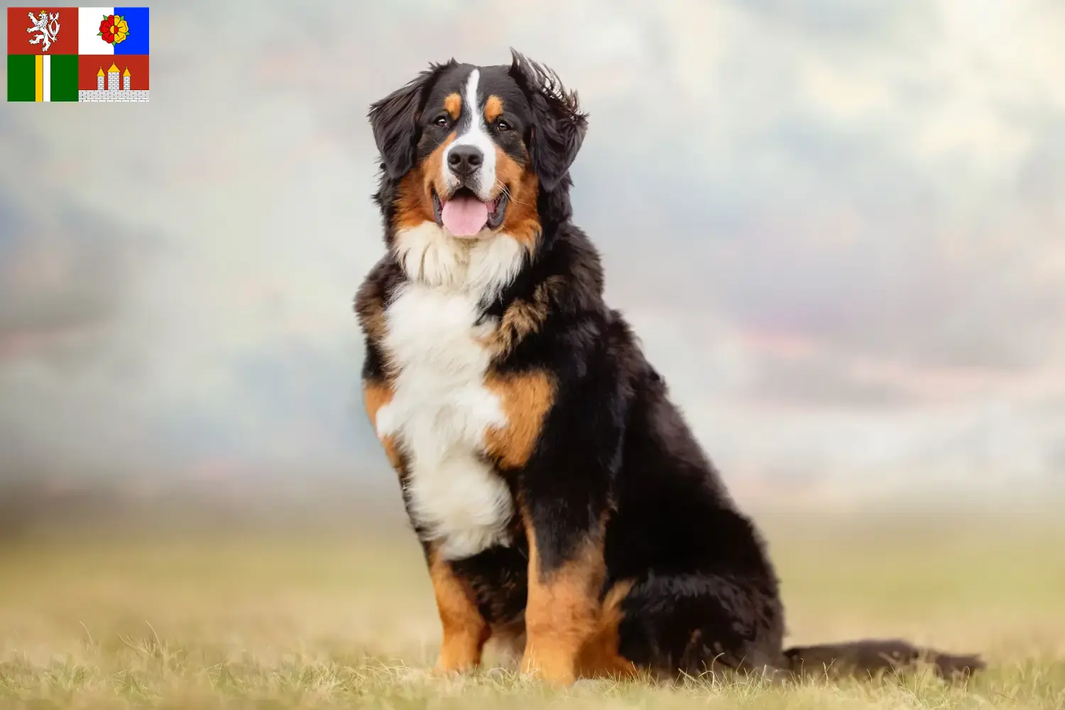 Bernese Mountain Dog puppies and breeders South Bohemia Here you can find Bernese Mountain Dog breeders in South Bohemia.