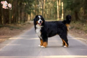 Read more about the article Bernese Mountain Dog breeders and puppies in Syddanmark