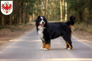 Read more about the article Bernese Mountain Dog breeders and puppies in Tyrol