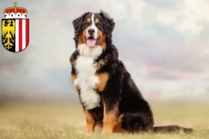 Read more about the article Bernese Mountain Dog Breeder and Puppies in Upper Austria