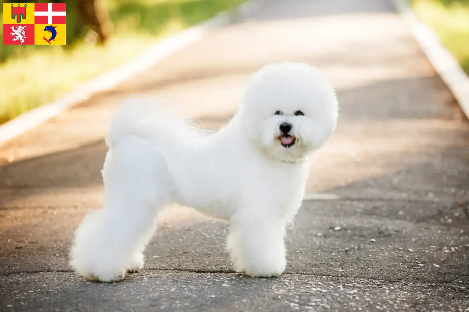 Read more about the article Bichon Frisé breeders and puppies in Auvergne-Rhône-Alpes