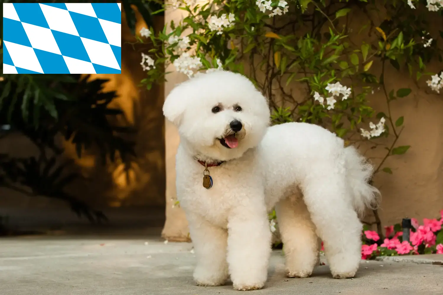 Bichon Frisé puppies and breeders Bavaria Here you can find Bichon Frisé breeders in Bavaria.