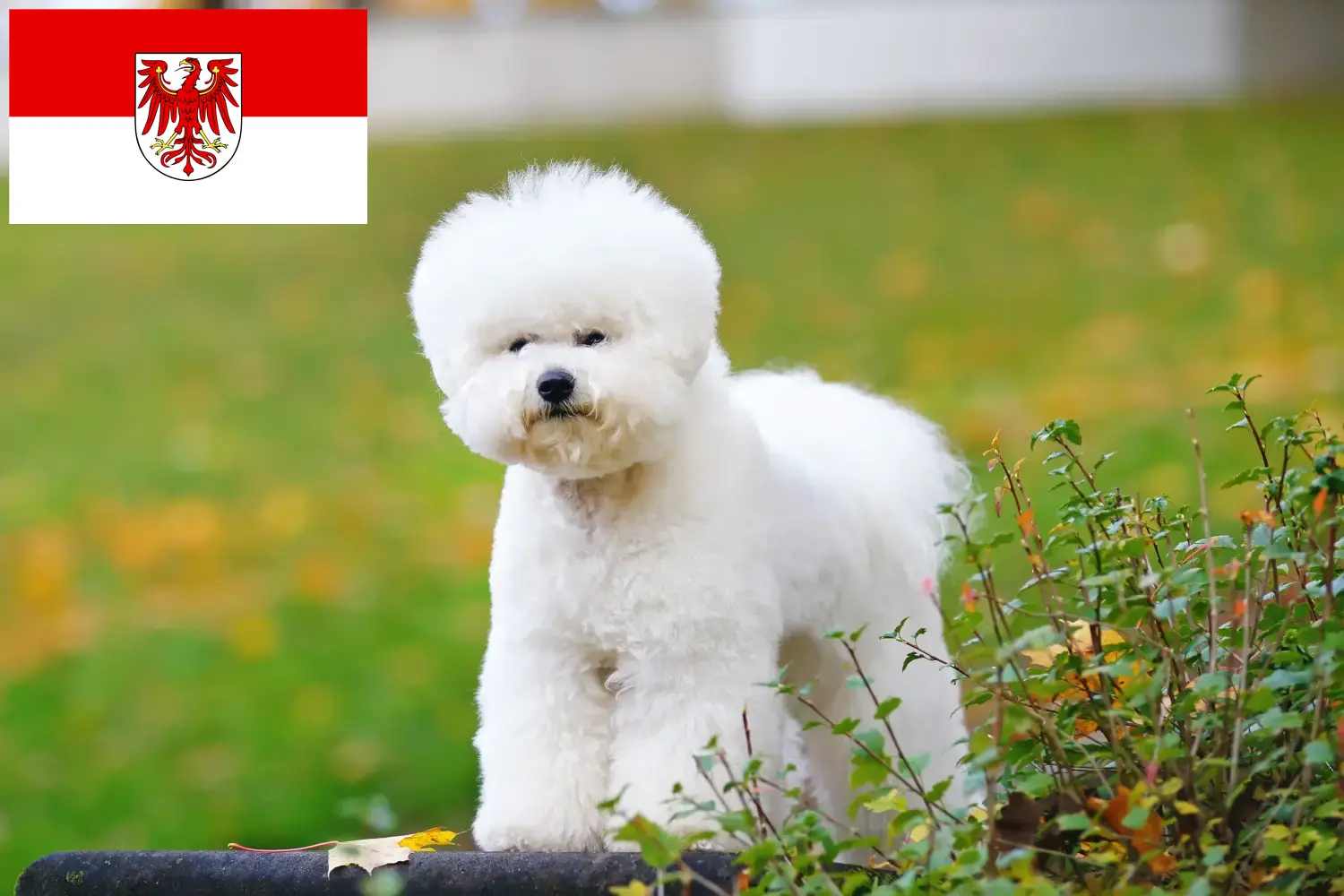 Bichon Frisé puppies and breeders Brandenburg Find Bichon Frisé breeders in Brandenburg.