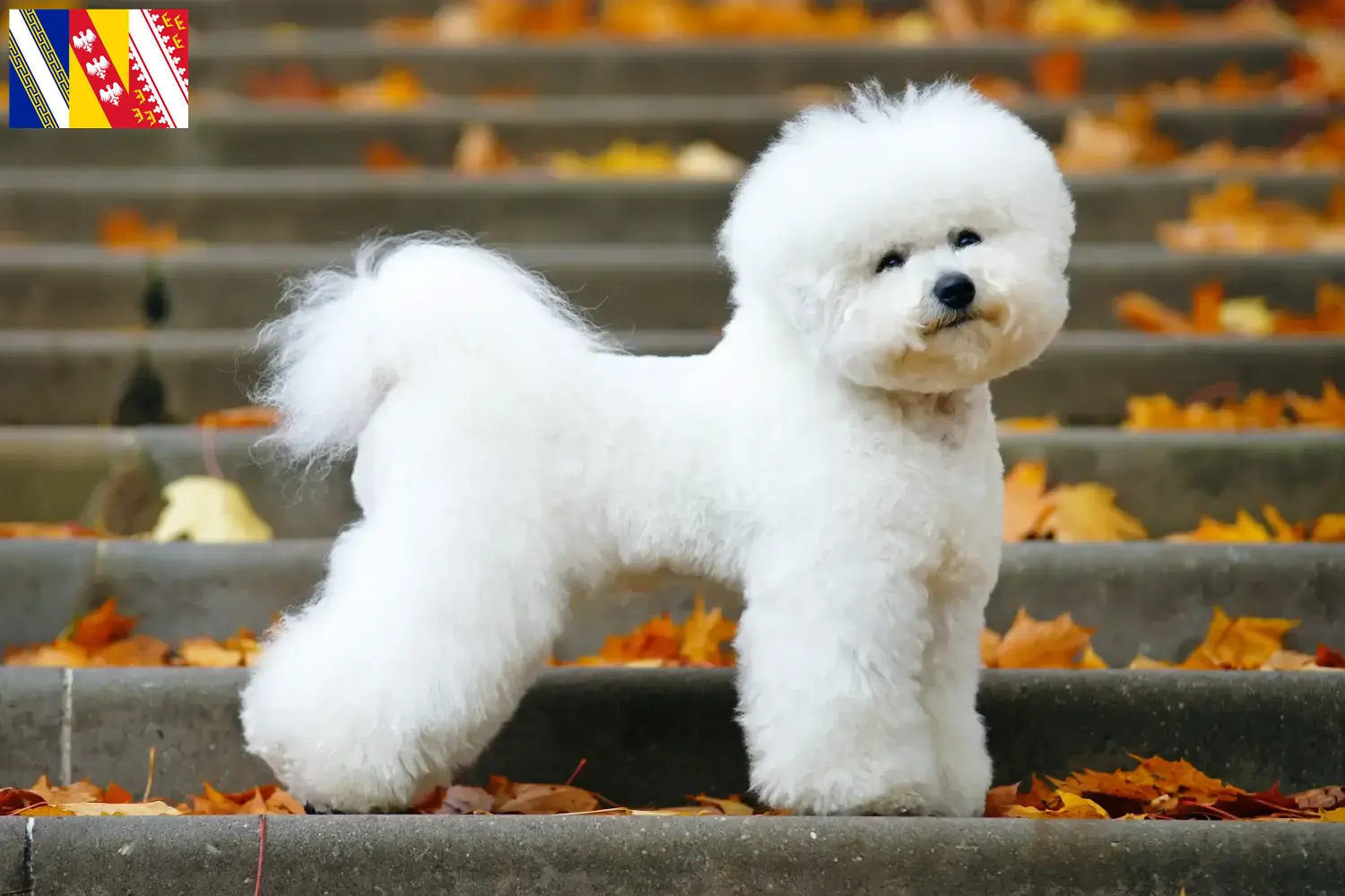 Read more about the article Bichon Frisé breeders and puppies in Grand Est