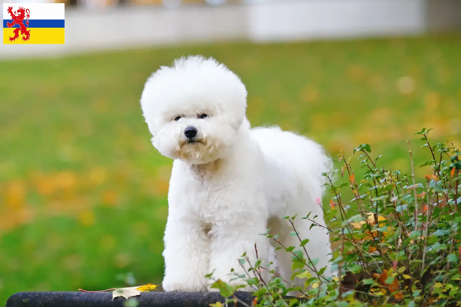 Bichon Frisé puppies and breeders Limburg Find Bichon Frisé breeders in Limburg.