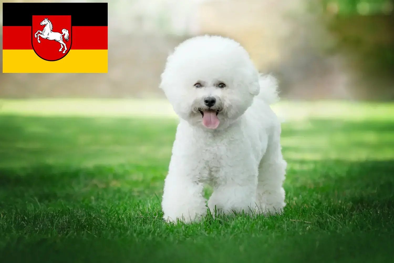 Bichon Frisé puppies and breeders Lower Saxony Here you can find Bichon Frisé breeders in Lower Saxony.