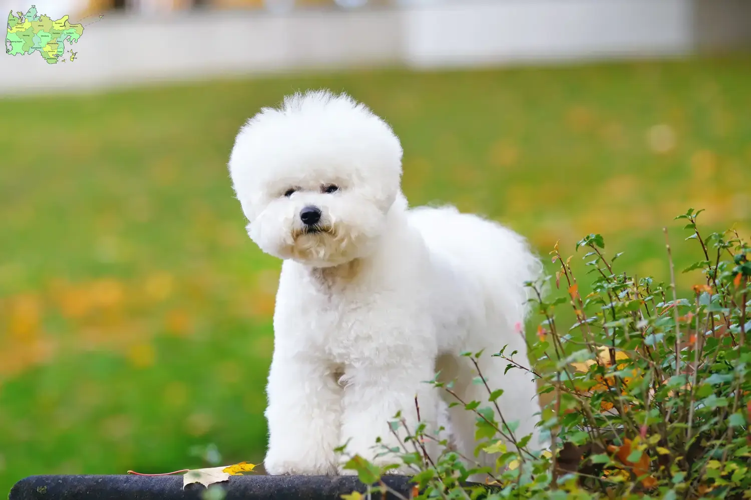 Bichon Frisé puppies and breeders Midtjylland Find Bichon Frisé breeders in Midtjylland.