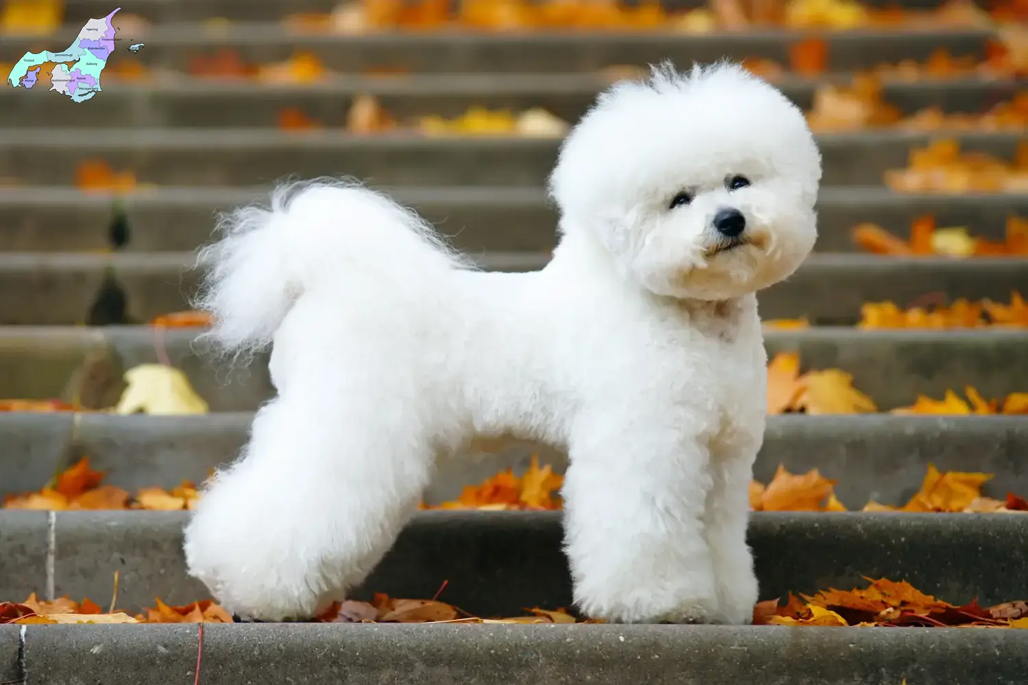 Bichon Frisé puppies and breeders Nordjylland Find Bichon Frisé breeders in Nordjylland.
