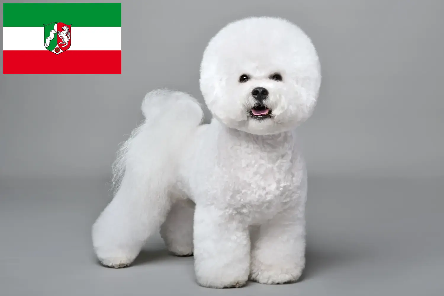 Bichon Frisé puppies and breeders North Rhine-Westphalia Here you can find Bichon Frisé breeders in North Rhine-Westphalia.