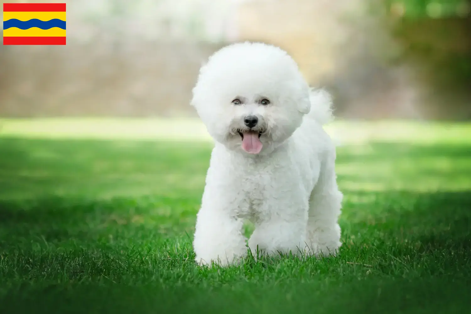 Bichon Frisé puppies and breeders Overijssel Find Bichon Frisé breeders in Overijssel.