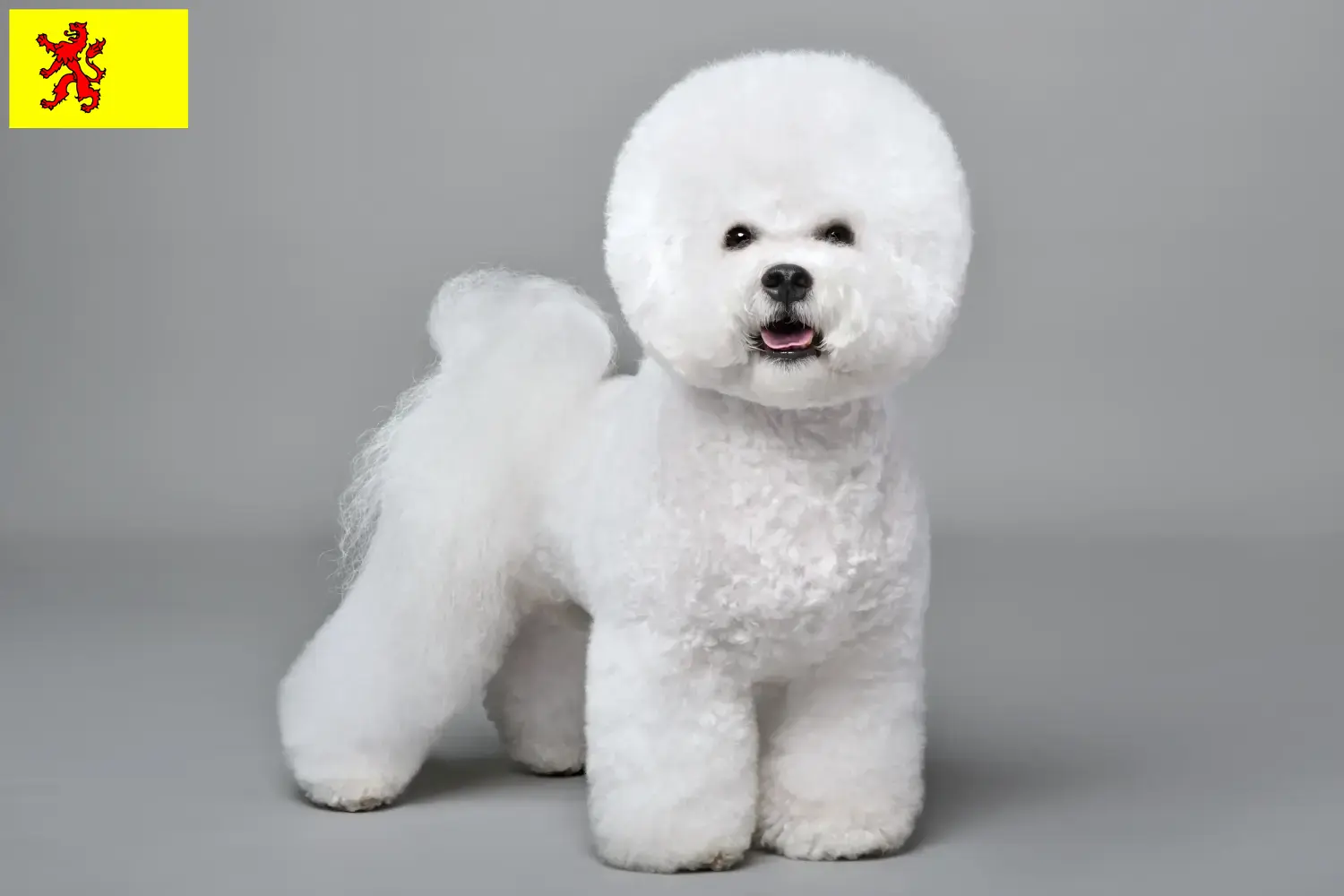 Bichon Frisé puppies and breeders South Holland Find Bichon Frisé breeders in South Holland.