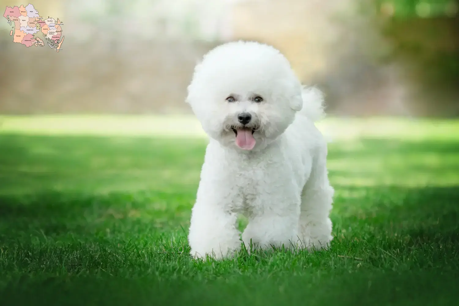 Bichon Frisé puppies and breeders Syddanmark Find Bichon Frisé breeders in Syddanmark.
