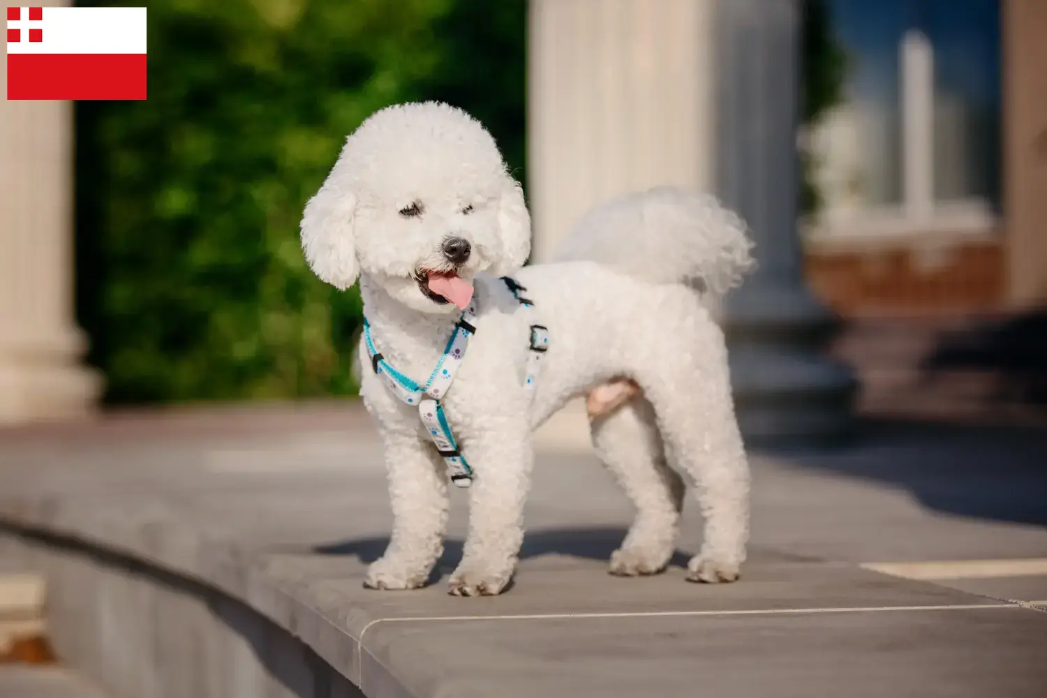 Bichon Frisé puppies and breeders Utrecht Find Bichon Frisé breeders in Utrecht.