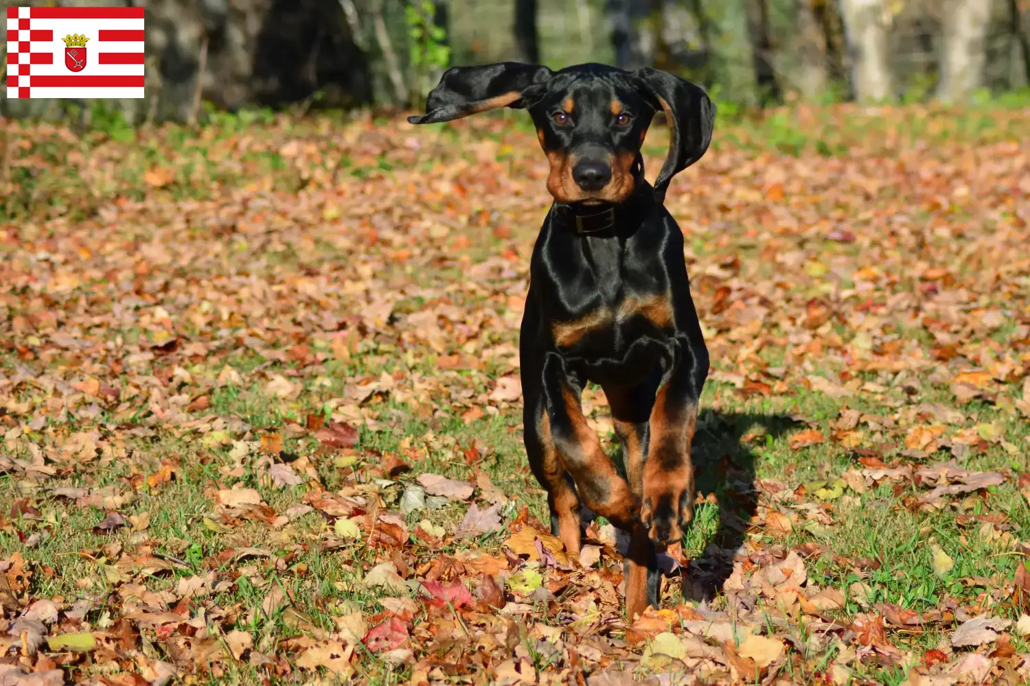 Black and Tan Coonhound puppies and breeders Bremen Find Black and Tan Coonhounds breeders in Bremen.