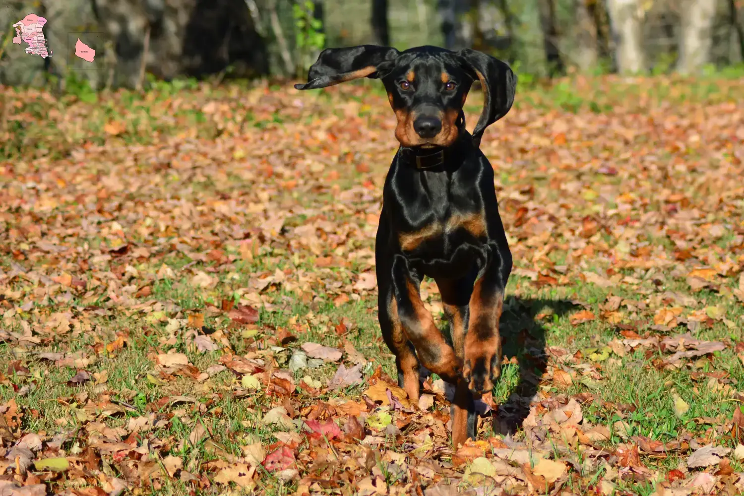Read more about the article Black and Tan Coonhound breeders and puppies in Hovedstaden
