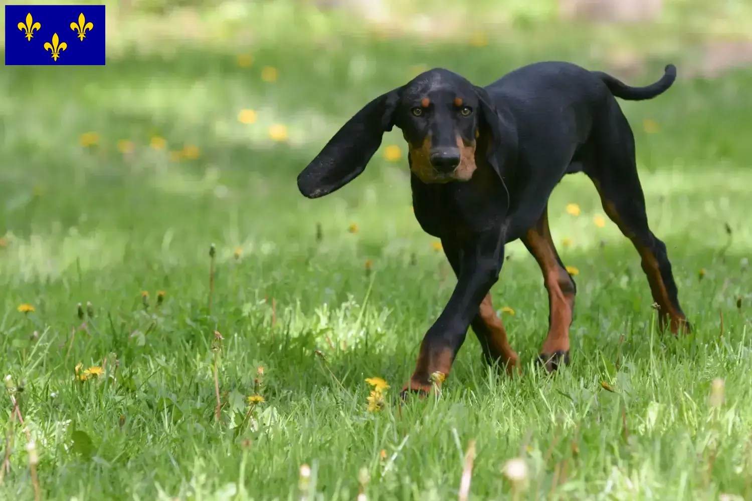 Black and Tan Coonhound puppies and breeders Île-de-France Find Black and Tan Coonhounds breeders in Île-de-France.
