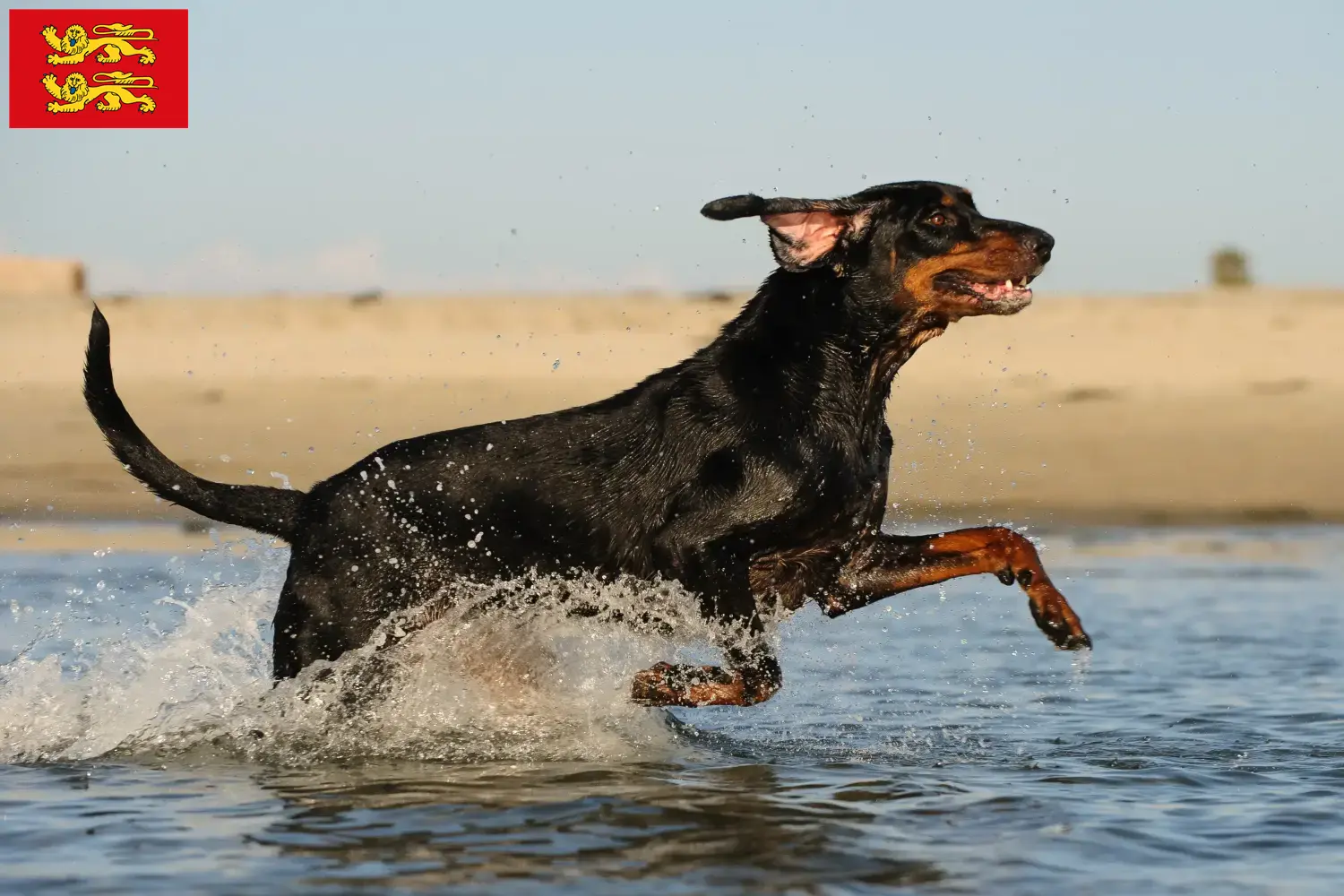 Black and Tan Coonhound puppies and breeders Normandy Find Black and Tan Coonhounds breeders in Normandy.