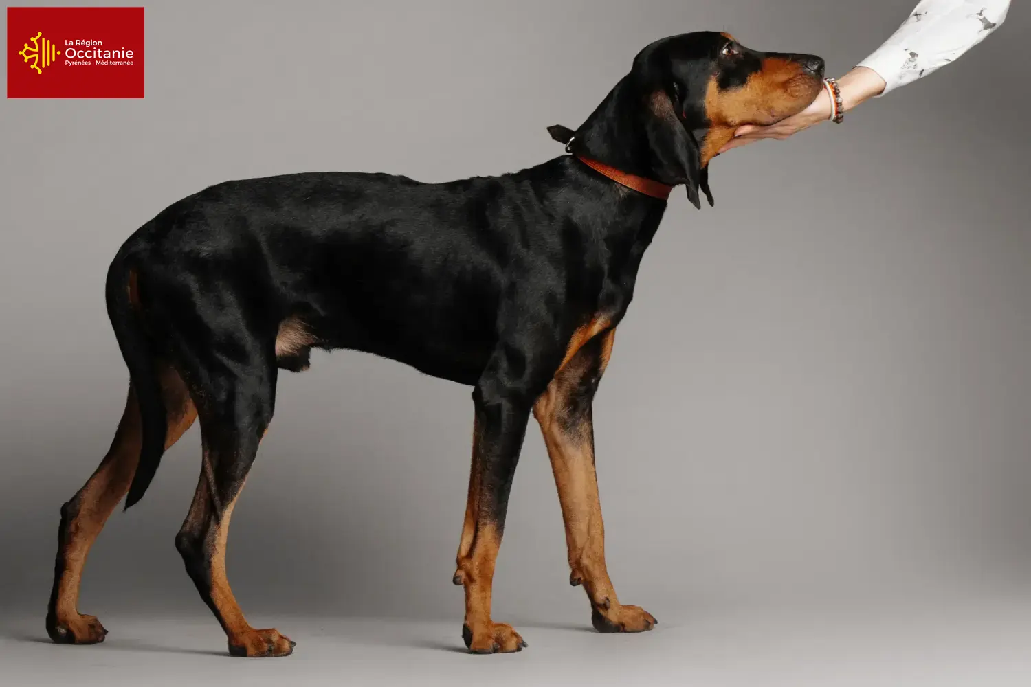 Black and Tan Coonhound puppies and breeders Occitania Find Black and Tan Coonhounds breeders in Occitania.