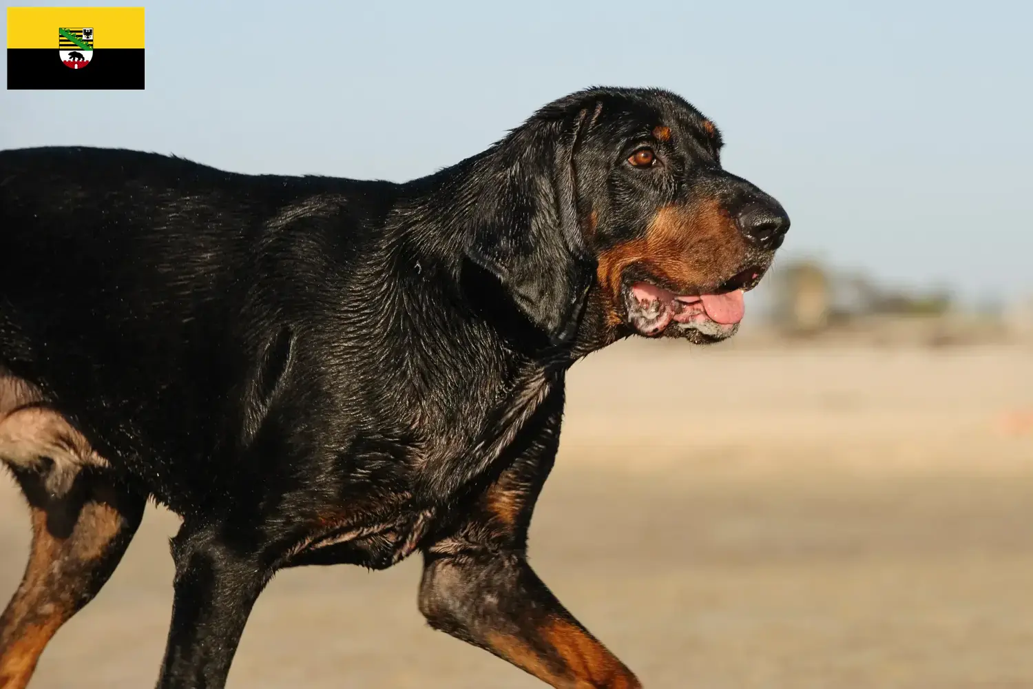Black and Tan Coonhound puppies and breeders Saxony-Anhalt Find Black and Tan Coonhounds breeders in Saxony-Anhalt.