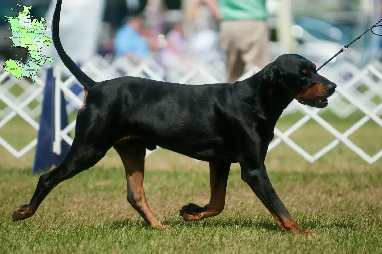 Black and Tan Coonhound puppies and breeders Sjælland Find Black and Tan Coonhounds breeders in Sjælland.