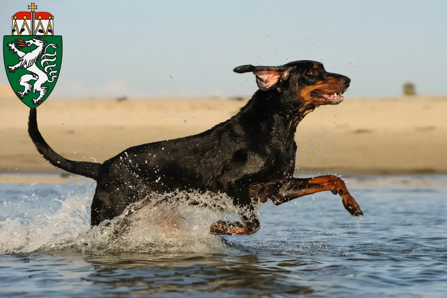 Black and Tan Coonhound puppies and breeders Styria Here you can find Black and Tan Coonhounds breeders in Styria.