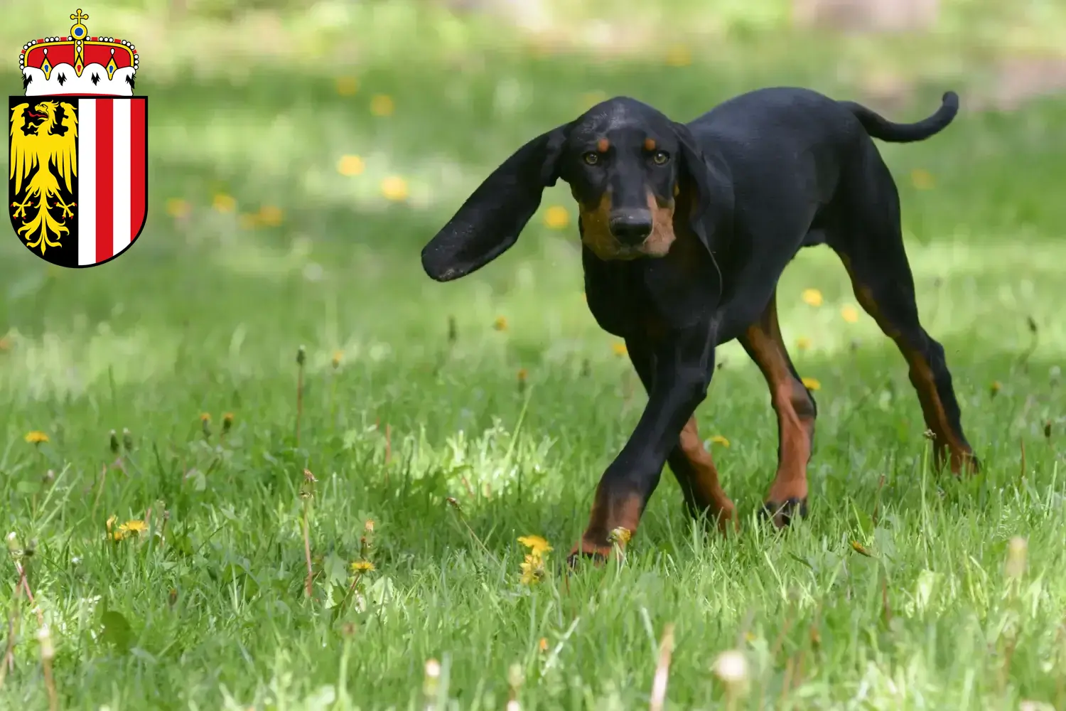 Black and Tan Coonhound puppies and breeders Upper Austria Find Black and Tan Coonhounds breeders in Upper Austria.