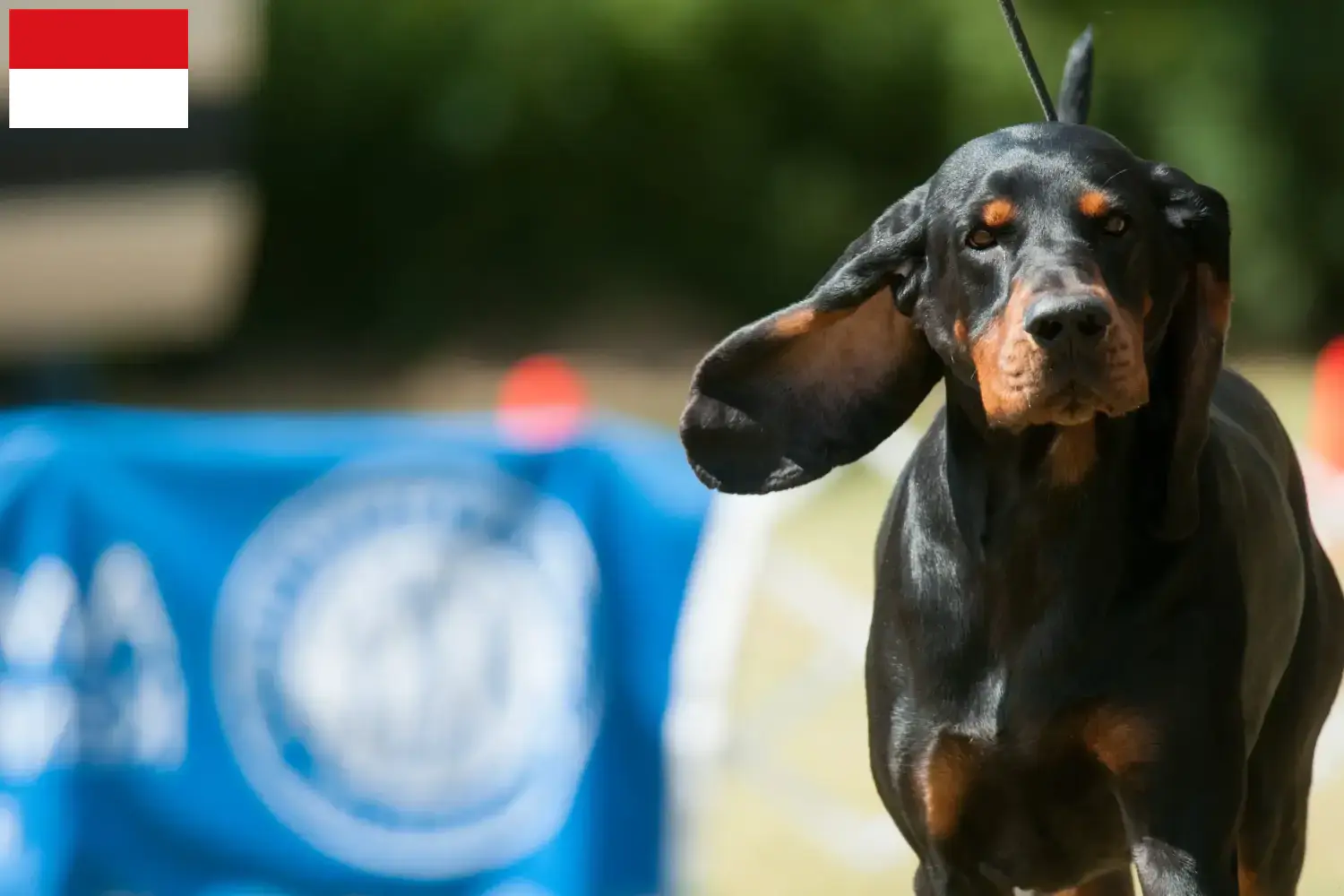 Black and Tan Coonhound puppies and breeders Vienna Find Black and Tan Coonhounds breeders in Vienna.