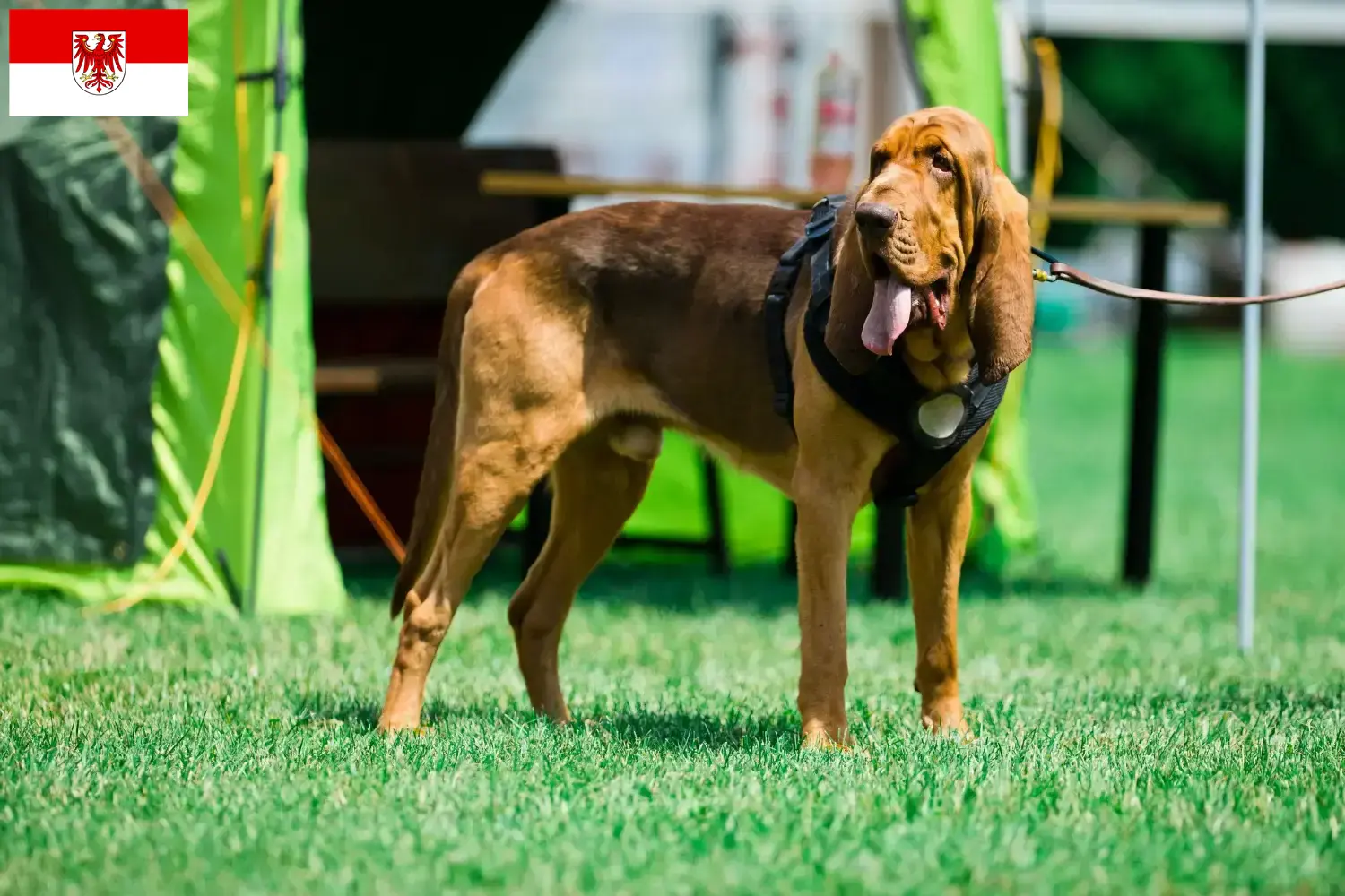 Bloodhound puppies and breeders Brandenburg Here you can find Bloodhounds breeders in Brandenburg.