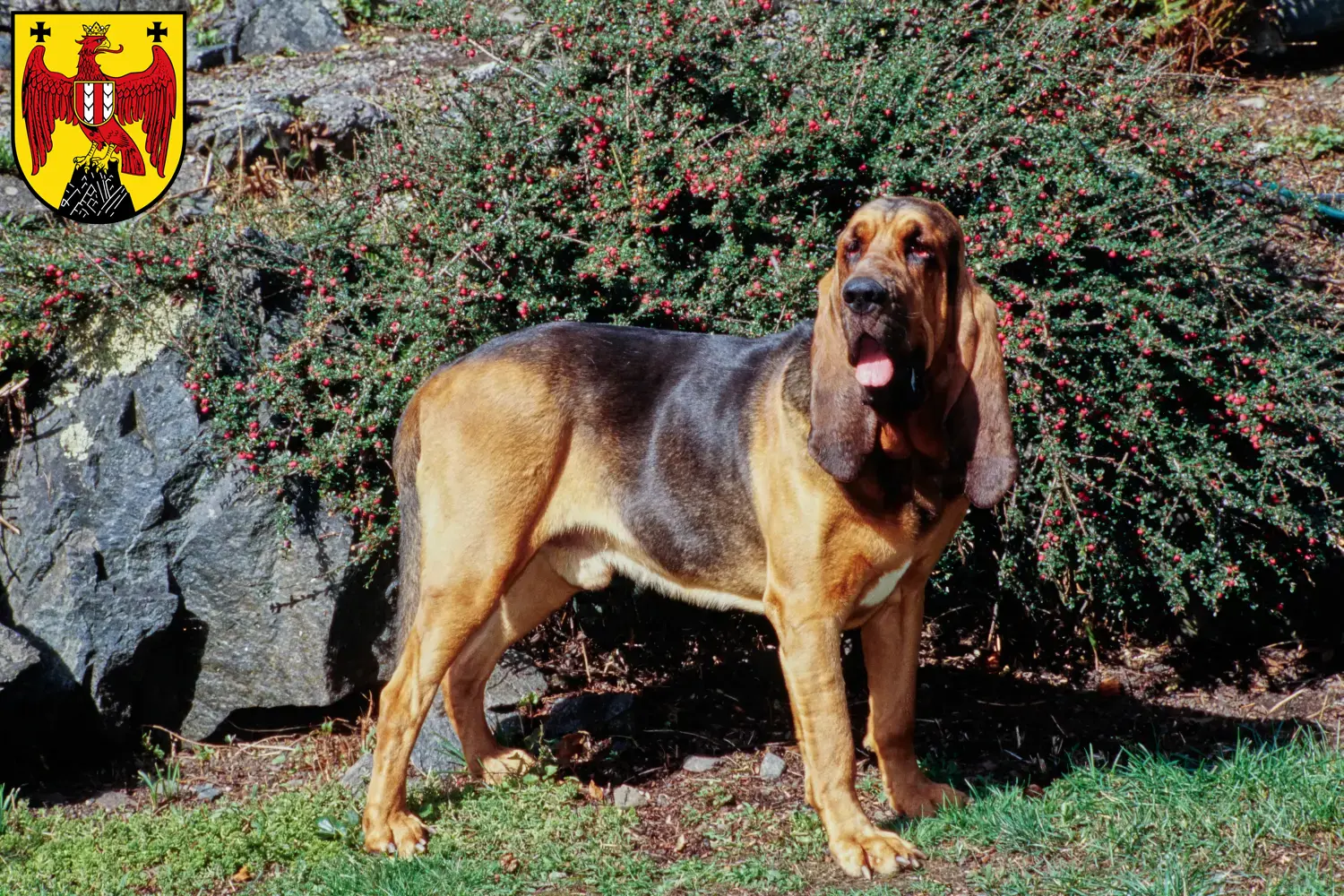Bloodhound puppies and breeders Burgenland Here you can find Bloodhounds breeders im Burgenland.