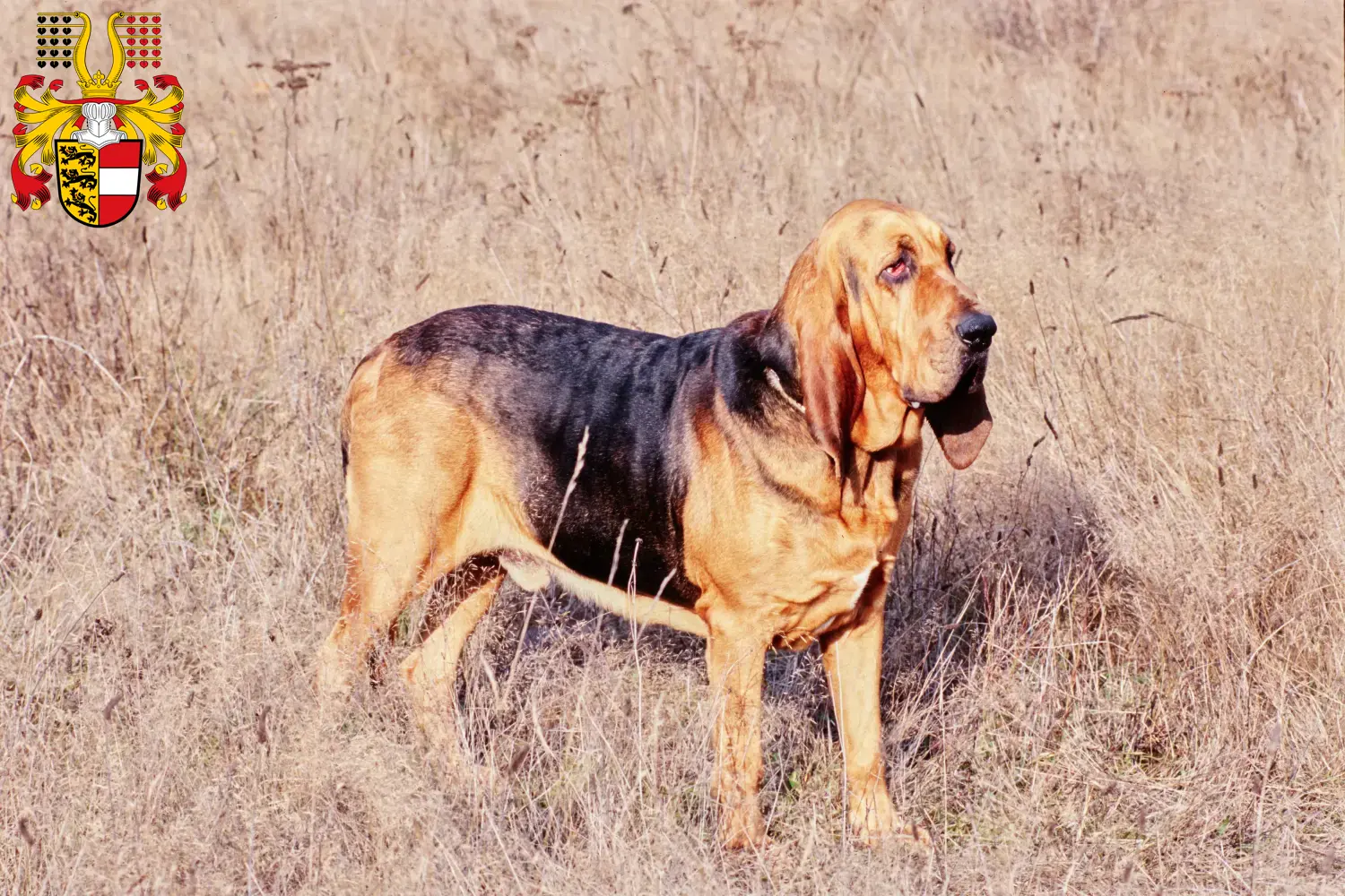 Bloodhound puppies and breeders Carinthia Here you can find Bloodhounds breeders in Carinthia.